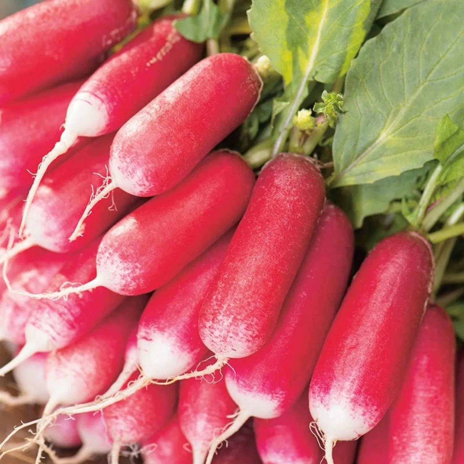 Mr Fothergill's Radish French Breakfast 3 Seeds